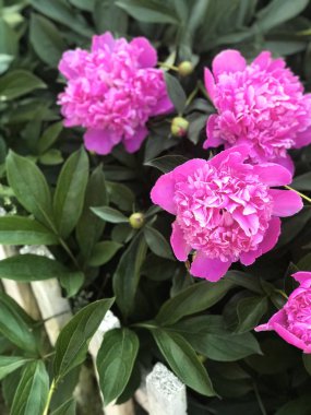 Büyük kırmızı ve pembe tomurcukları peonies yazlık parlak güneş ışınlarının bir beyaz tahta çit arkasındaki yatakta, yakın çekim.
