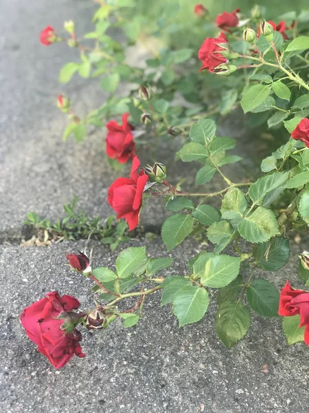 Große Rote Und Rosa Knospen Von Pfingstrosen Beet Des Sommerhauses — Stockfoto
