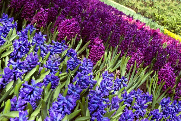 Fleurs Vives Colorées Parfumées Printanières Dans Parc Keukenhof Hollande — Photo