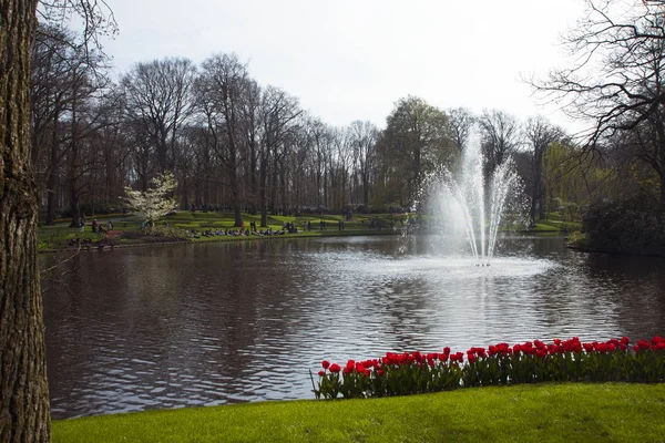 Яркие Цветные Ароматные Весенние Цветы Парке Кекени Голландия — стоковое фото