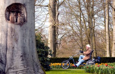 Keukenhof Park, Hollanda, Amsterdam, Nisan 2018. Güneşli bir günde erken baharda çiçekler arasında Keukenhof parkın içinden bir yetişkin gri saçlı adam moda Bisiklete binmek bir kahverengi kabanlı rides.