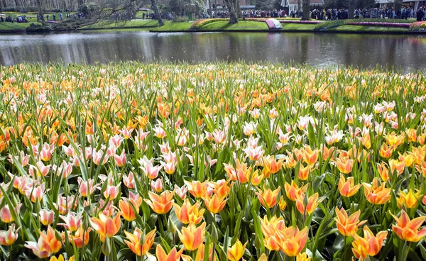 Parlak Renkli Güzel Kokulu Bahar Çiçekleri Keukenhof Park Hollanda — Stok fotoğraf