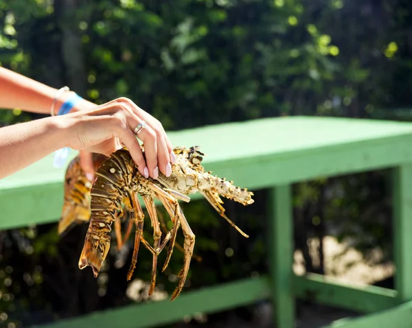 Big live fresh lobster in the hands of the person,  girl. For lunch there will be seafood cooked on a grill in a fishing village on the island of Saona in the Dominican Republic.