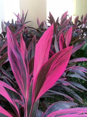Cordyline bitki, 