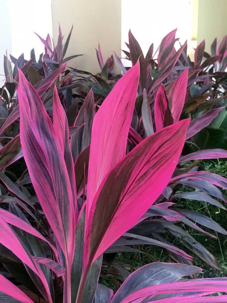 Cordyline bitki, 