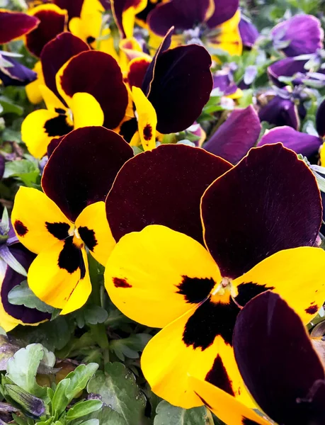 Vackra Blommor Tricolor Viol Med Sammet Blad City Blomsterrabatt Närbild — Stockfoto