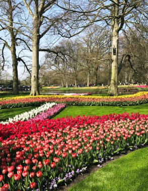 Keukenhof, Hollanda, 14 Nisan 2018. Güzel bahar çiçekleri: kırmızı lale, sarı nergis, güneşli bir günde erken baharda Hollanda'da ünlü Keukenhof parkta hassas sümbül.