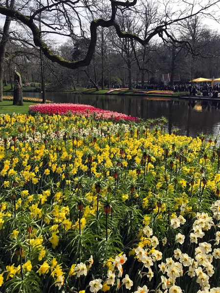 Keukenhof Нидерланды Апреля 2018 Года Прекрасные Весенние Цветы Красные Тюльпаны — стоковое фото