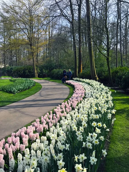 Keukenhof Hollanda Nisan 2018 Güzel Bahar Çiçekleri Kırmızı Lale Sarı — Stok fotoğraf