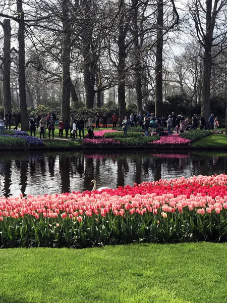 Keukenhof Niederlande April 2018 Wunderschöne Frühlingsblumen Rote Tulpen Gelbe Narzissen — Stockfoto