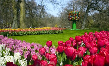 Keukenhof, Hollanda, 14 Nisan 2018. Güzel bahar çiçekleri: kırmızı lale, sarı nergis, güneşli bir günde erken baharda Hollanda'da ünlü Keukenhof parkta hassas sümbül.