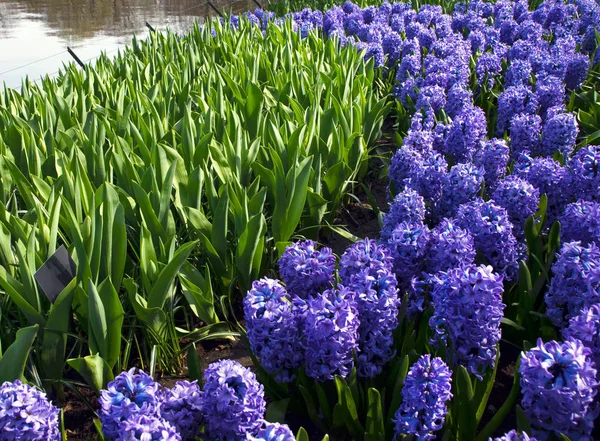 Hell Bunt Duftend Frühlingsblumen Keukenhof Park Holland — Stockfoto