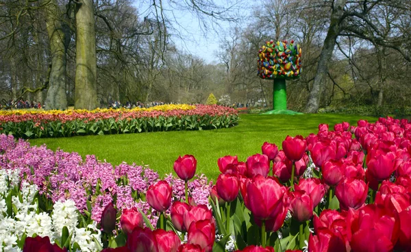 Keukenhof Holanda Abril 2018 Lindas Flores Primavera Tulipas Vermelhas Narcisos — Fotografia de Stock