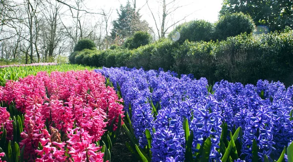 Belles Fleurs Printanières Délicates Jacinthes Roses Bleues Dans Célèbre Parc — Photo