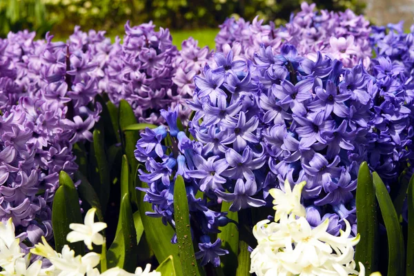 Schöne Frühlingsblumen Zarte Rosa Und Blaue Hyazinthen Berühmten Keukenhof Park — Stockfoto