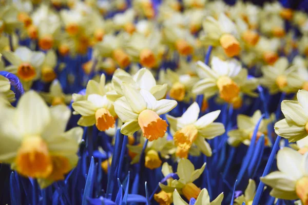 Lindos Narcisos Amarelos Famoso Parque Keukenhof Holanda Início Primavera Dia — Fotografia de Stock