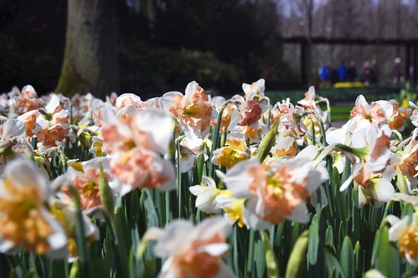 Belles Jonquilles Jaunes Dans Célèbre Parc Keukenhof Hollande Début Printemps — Photo