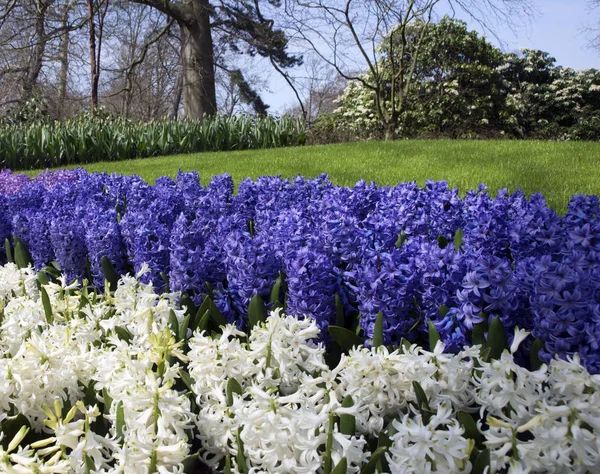 Belles Fleurs Printanières Délicates Jacinthes Roses Bleues Dans Célèbre Parc — Photo