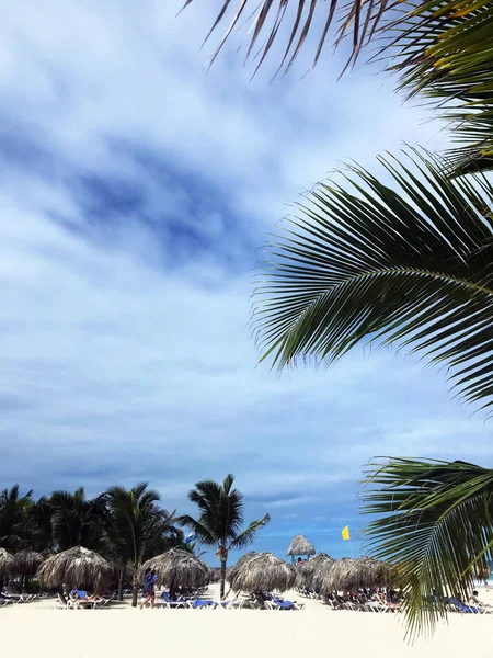 Gyönyörű Magas Pálmafák Homokos Parton Üdülő Punta Cana Dominikai Köztársaság — Stock Fotó