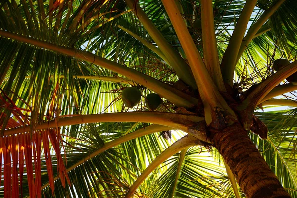 Dois Grandes Coco Maduro Uma Palmeira Coco Verde Que Cresce — Fotografia de Stock