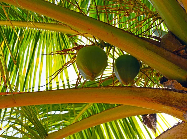 two large ripe coconut on a green coconut palm that grows on the beach of the island of Saona, Dominican Republic. The sun\'s rays make their way through the palm leaves. close-up.