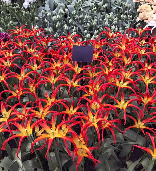 Tulipanes Coloridos Originales Decorativos Exhibición Famoso Parque Keukenhof Principios Primavera —  Fotos de Stock