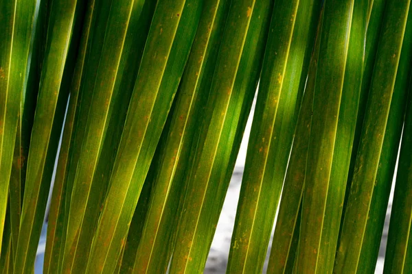 Bonito Verde Folha Palma Closeup Fundo Brilhante — Fotografia de Stock