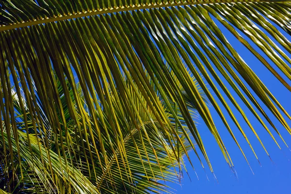 Красивый Зеленый Пальмовый Лист Крупным Планом Яркий Фон — стоковое фото