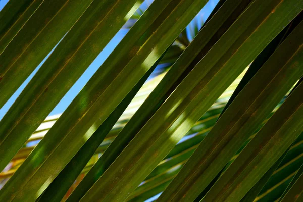 Belle Feuille Palmier Vert Gros Plan Fond Lumineux — Photo