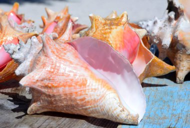 Güzel büyük deniz kabukları - harika hediye ve dinlenme ve seyahat hakkında akılda tutmak için Hediyelik eşya. Yakın çekim.