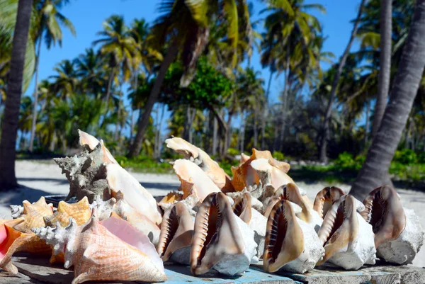 Beautiful huge sea shells - a great gift and souvenir, to keep in mind about the rest and travel. Close-up.