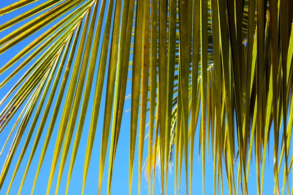 Bonito Verde Folha Palma Closeup Fundo Brilhante — Fotografia de Stock