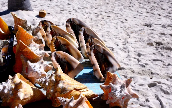 Beautiful Huge Sea Shells Great Gift Souvenir Keep Mind Rest — Stock Photo, Image