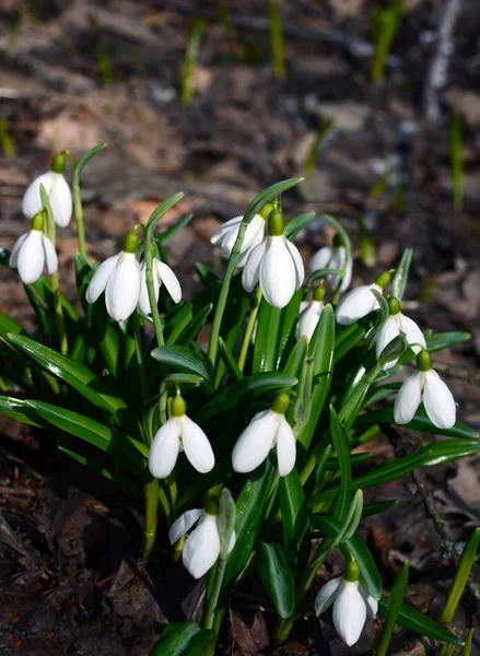 Primeiras Flores Primavera Concurso Branco Gotas Neve Folhas Verdes Brotaram — Fotografia de Stock