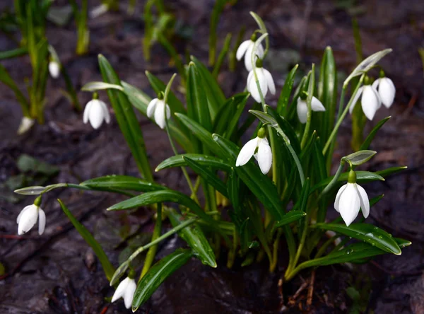 Eerste Witte Inschrijving Lentebloemen Van Sneeuwklokjes Groene Bladeren Gekiemde Skos — Stockfoto