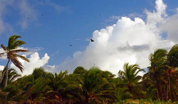 Облака Дождя Голубом Небе Над Зелеными Пальмами Пляже Пунта Кана — стоковое фото
