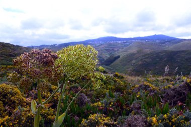 Dağlar, çiçekler ve Cape Roca, Portekiz okyanustan güzel görünümünü.