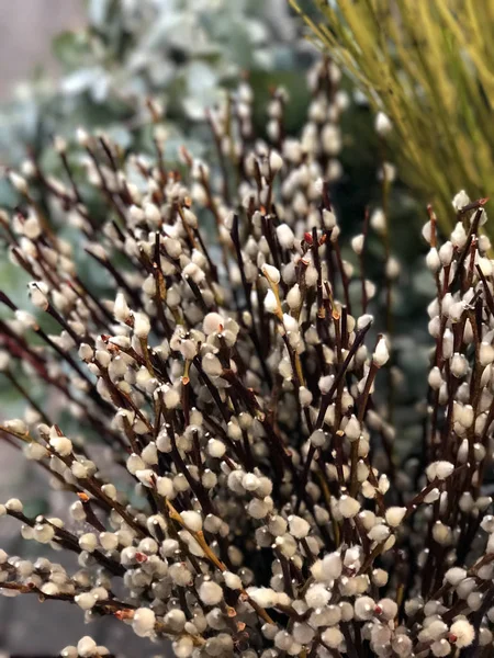 Buquê Primavera Ramos Salgueiro Com Botões Cheios Belo Símbolo Primavera — Fotografia de Stock