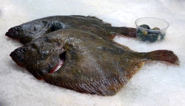 İki taze balık stok soğuk kar sergilenen büyük flounders yakaladı