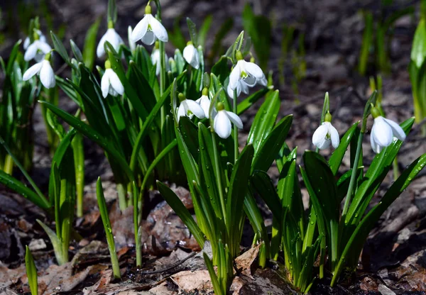 Primeiras Flores Primavera Concurso Branco Gotas Neve Folhas Verdes Brotaram — Fotografia de Stock