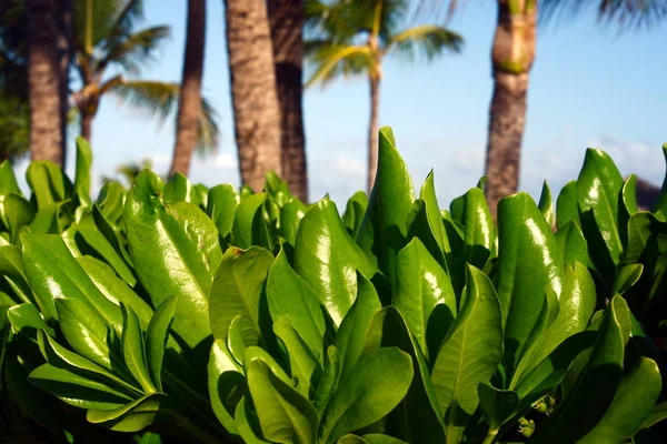 Hermoso Arbusto Una Planta Tropical Con Hojas Verdes Brillantes Día —  Fotos de Stock