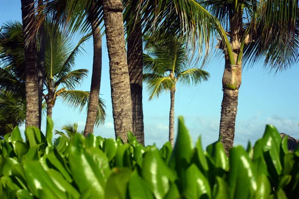 在多米尼加共和国蓬塔卡纳海滩上的高大椰子树 在温暖的阳光明媚的日子里 在热带植物的模糊美丽的灌木丛中 有明亮的绿叶 — 图库照片