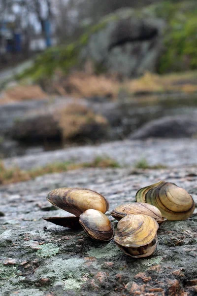 Sea Shells Mollusks Stone Bank River Warm Autumn Shell Clams — Stock Photo, Image