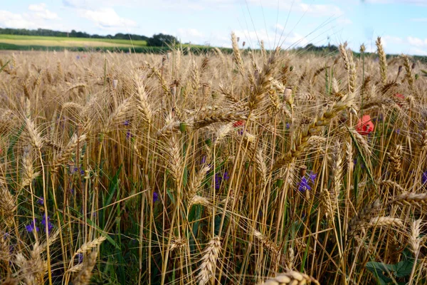 Ett Fält Med Moget Vete Spikelets Mot Bakgrund Skog Avstånd — Stockfoto