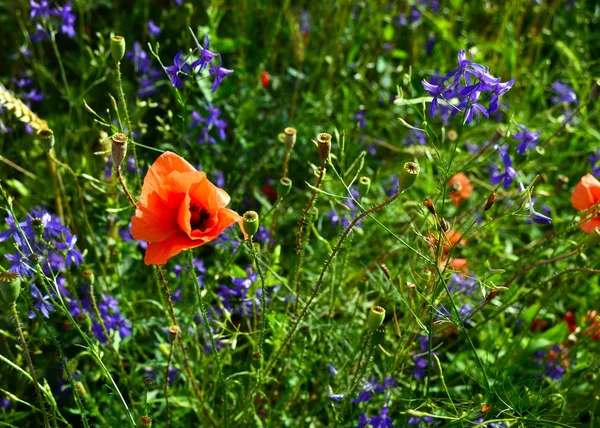 Kwiaty Dzikie Maki Chabry Niebieskie Sok Ostróżeczka Regalis Wśród Bujnej — Zdjęcie stockowe