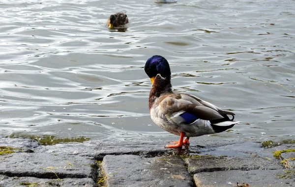 Mallard duck cleans feathers on the rocks near the pond in the city park.
