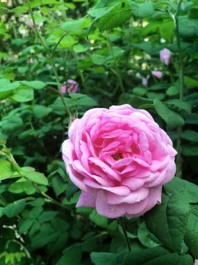 Parlak yeşil yeşillik bir arka plan üzerinde güzel pembe gül.