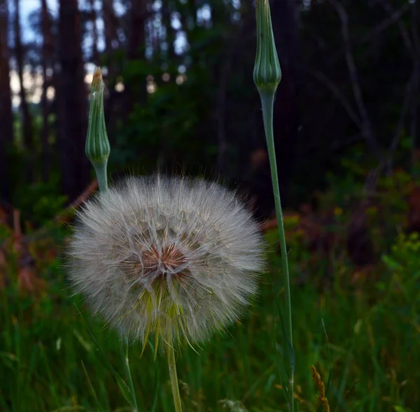 Fluffy Grande Fiore Tarassaco Ancora Non Sviluppato Boccioli Fiori Sullo — Foto Stock