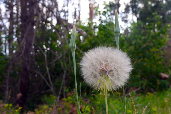 Flor Dente Leão Grande Fofo Botões Flores Ainda Não Desenvolvidos — Fotografia de Stock