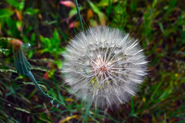 Een Dikke Paardebloem Bloem Kop Met Pluizige Zaden Die Als — Stockfoto